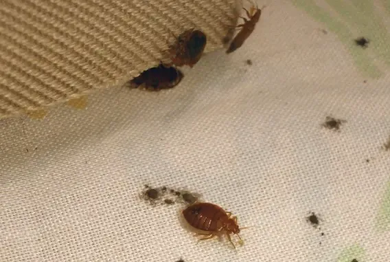 Hanes Exterminating Picture 6