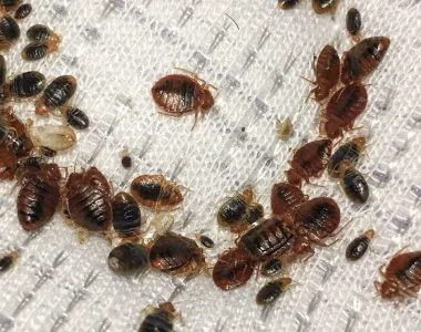 Hanes Exterminating Picture 1