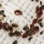 Hanes Exterminating