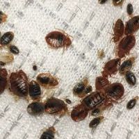 Hanes Exterminating ico