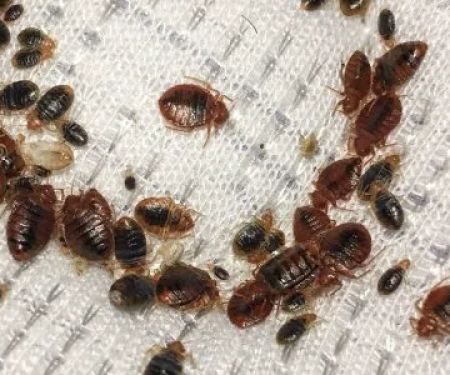 Hanes Exterminating