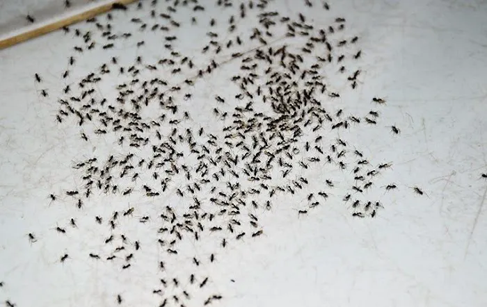 Hanes Exterminating Picture 5