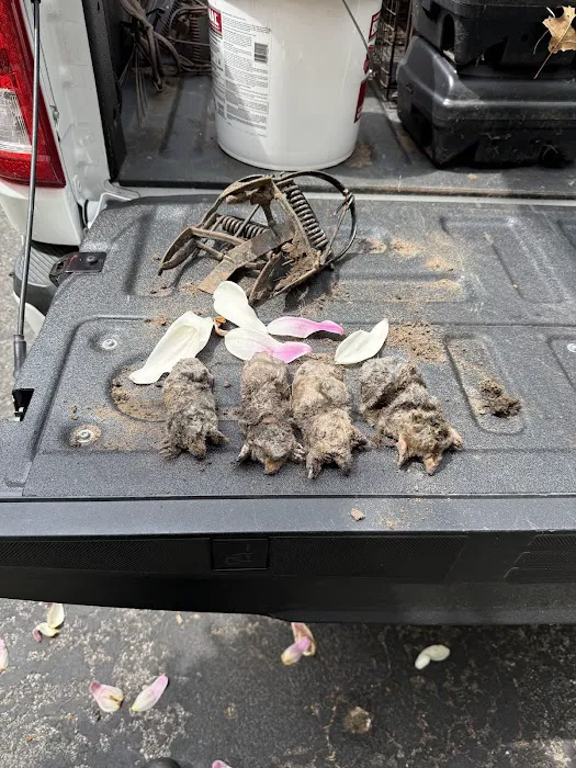 Advanced Wildlife Control Picture 4