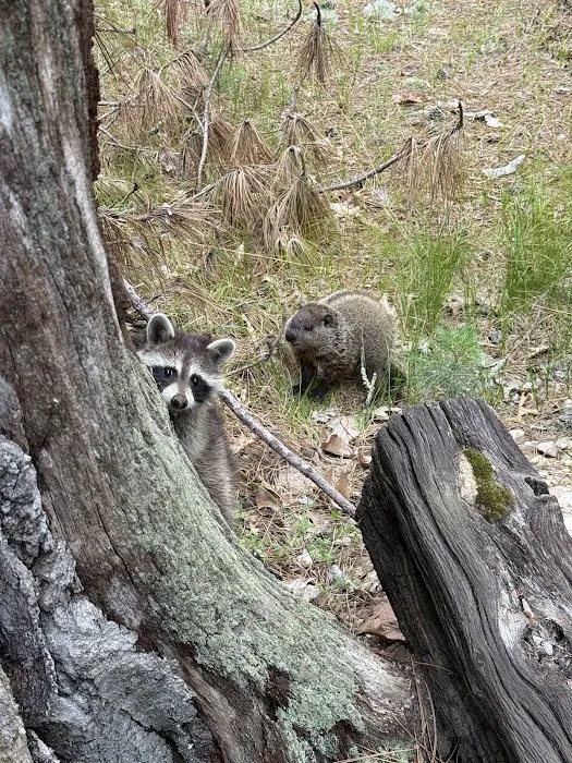 Advanced Wildlife Control Picture 6