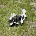 Advanced Wildlife Control