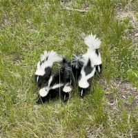 Advanced Wildlife Control ico