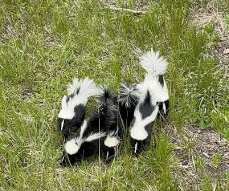 Advanced Wildlife Control