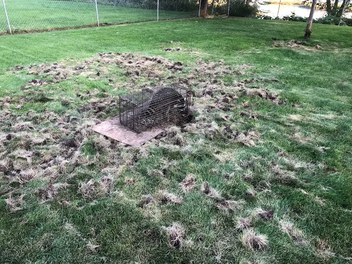 Advanced Wildlife Control Picture 10