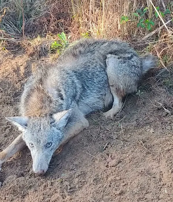 Predator Management Solutions Picture 8