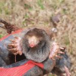 Predator Management Solutions