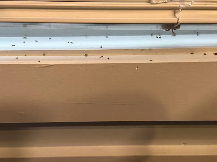 Safe-Way Pest Control and Wildlife Solutions Picture 1