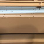 Safe-Way Pest Control and Wildlife Solutions