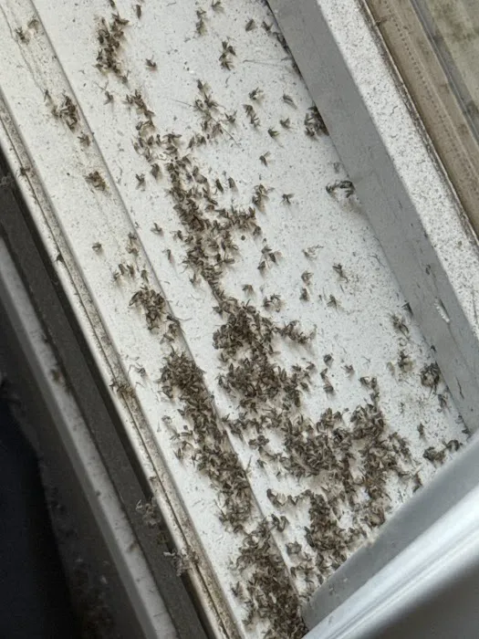 Safe-Way Pest Control and Wildlife Solutions Picture 9