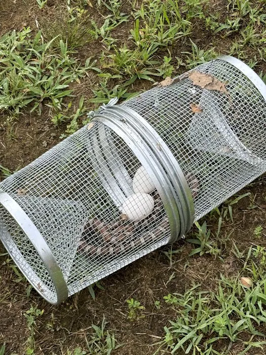 Safe-Way Pest Control and Wildlife Solutions Picture 10