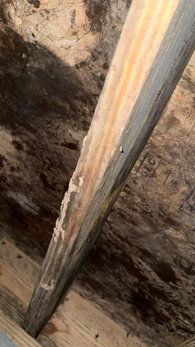 Safe-Way Pest Control and Wildlife Solutions Picture 6