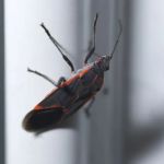 Pinnacle Termite and Pest Service