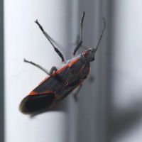 Pinnacle Termite and Pest Service ico