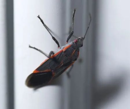 Pinnacle Termite and Pest Service