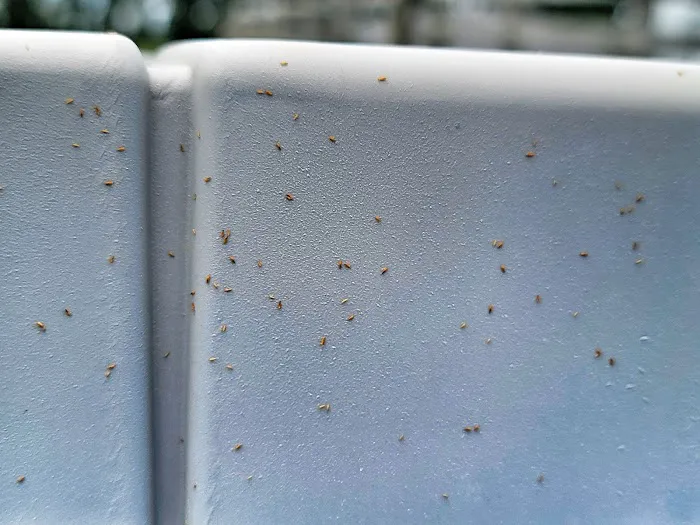 Mar-Von Pest Control Co LLC Picture 1