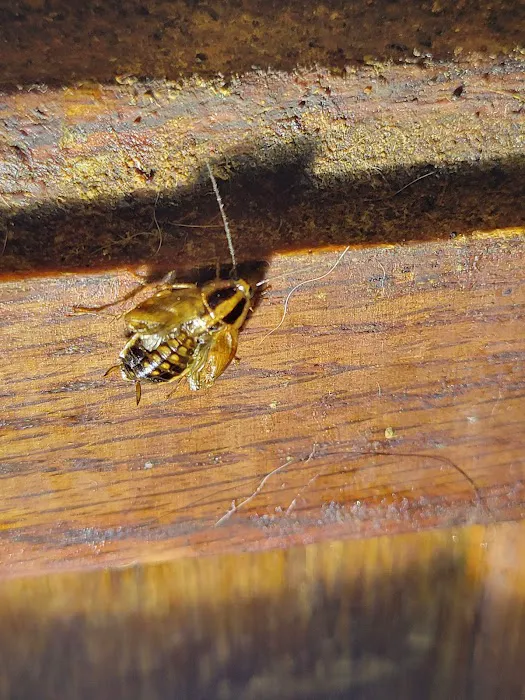 Hiwassee Pest Control LLC Picture 3