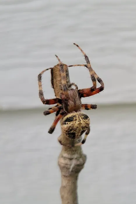 Hiwassee Pest Control LLC Picture 4