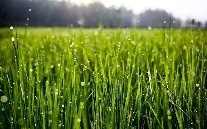 Forever Green of East Tennessee Picture 6