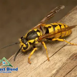 Perfect Blend Pest Solutions Picture 3
