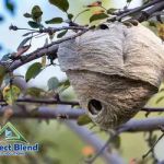 Perfect Blend Pest Solutions