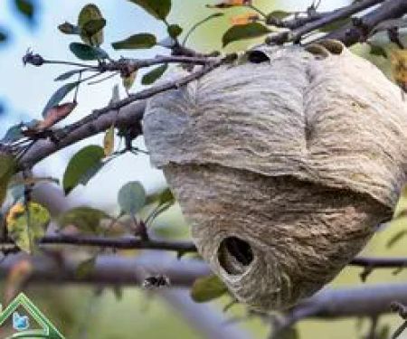 Perfect Blend Pest Solutions
