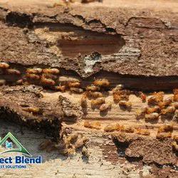 Perfect Blend Pest Solutions Picture 7