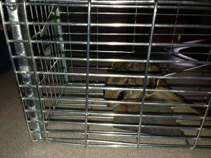 Rodent Patrol of Braselton Picture 9