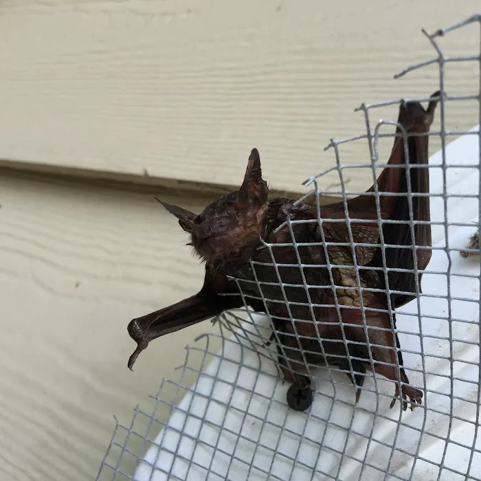 Rodent Patrol of Braselton Picture 3