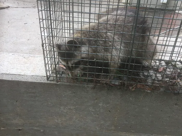 Rodent Patrol of Braselton Picture 2