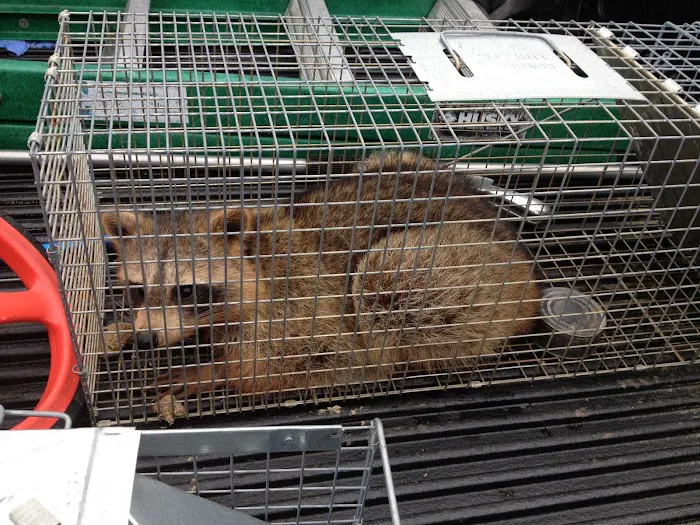 Rodent Patrol of Braselton Picture 10