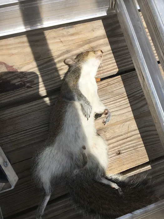 Rodent Patrol of Braselton Picture 1