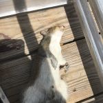 Rodent Patrol of Braselton