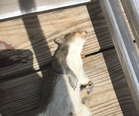 Rodent Patrol of Braselton
