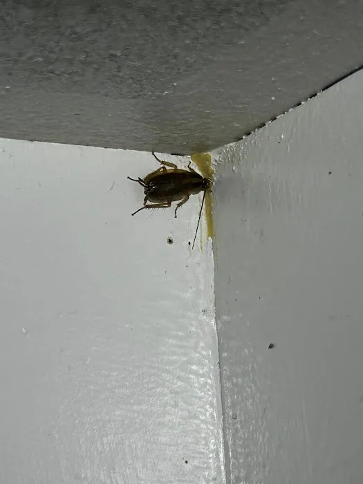 Pestmaster Services of Athens Picture 5