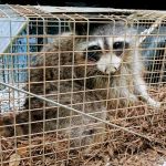 Local Wildlife Experts of Athens