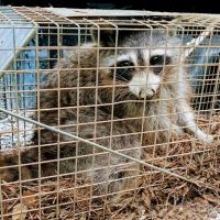 Local Wildlife Experts of Athens ico