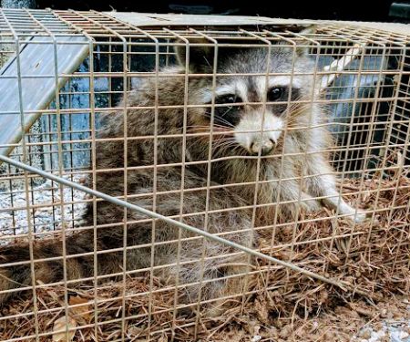 Local Wildlife Experts of Athens