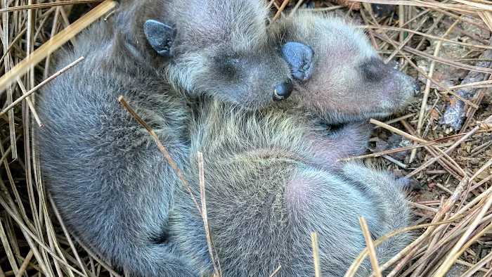 Local Wildlife Experts of Athens Picture 7