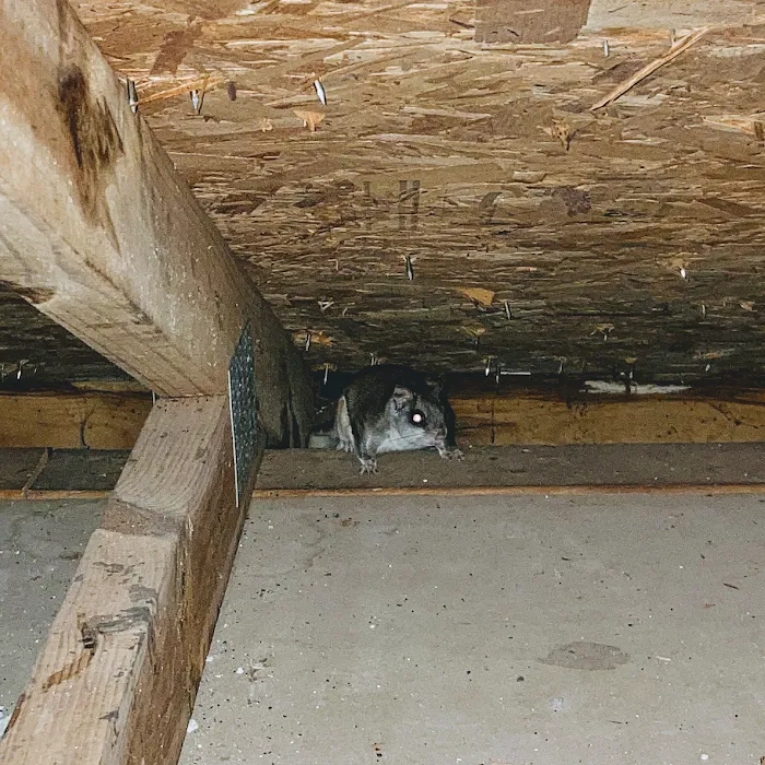 Local Wildlife Experts of Athens Picture 8