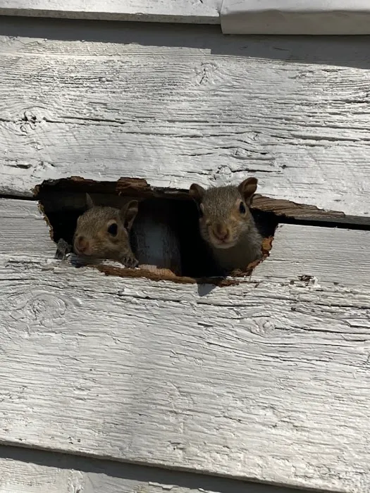 Local Wildlife Experts of Athens Picture 2