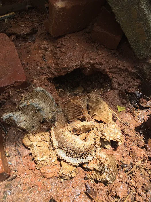 Global Pest Management-Suwanee Picture 3