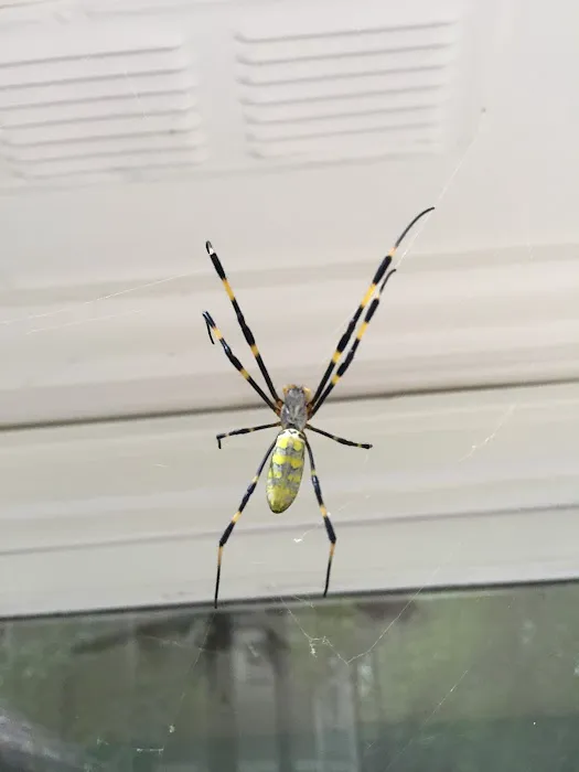 Global Pest Management-Suwanee Picture 6