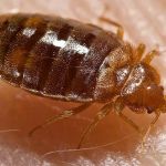 Rise Up Pest Control