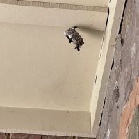 Northwest Exterminating - Laurens ico