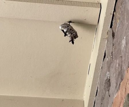 Northwest Exterminating - Laurens