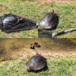 Total Animal Control